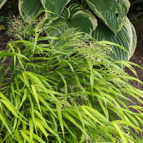 ‘All Gold’ Japanese forest grass