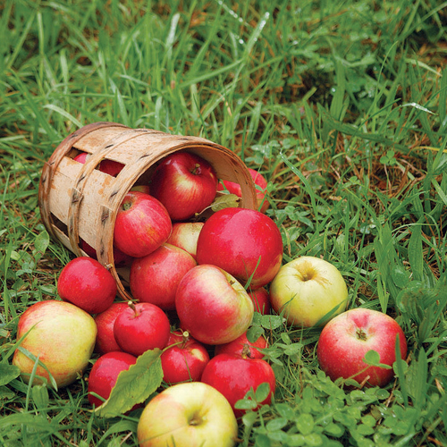 apples spilling out of a basket