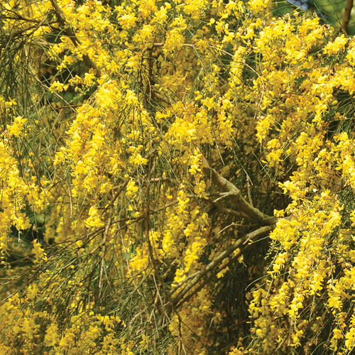 Mount Etna Broom