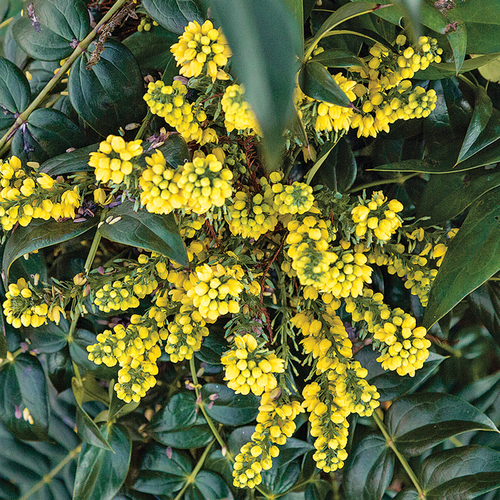 ‘Marvel' Mahonia