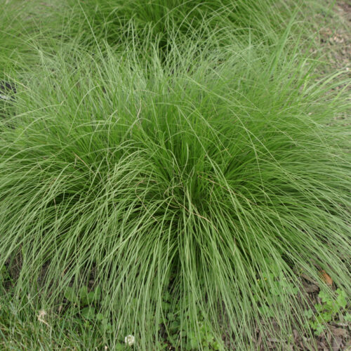 Prairie dropseed