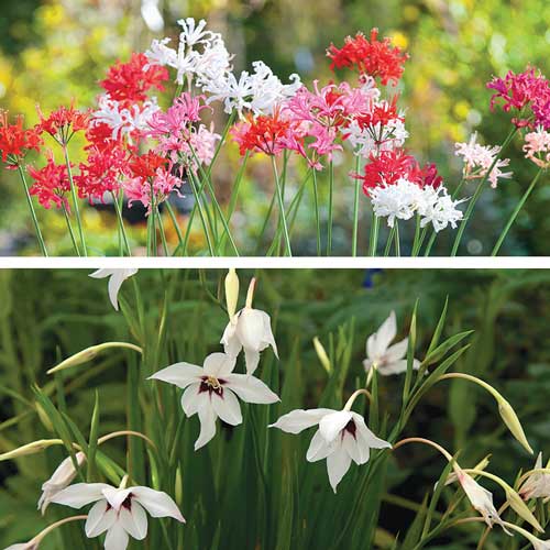 summer bulbs