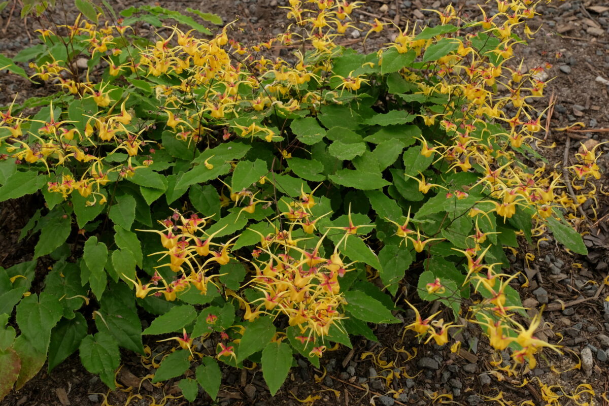 'Stoplights' epimedium (credit: Plant Delights Nursery)