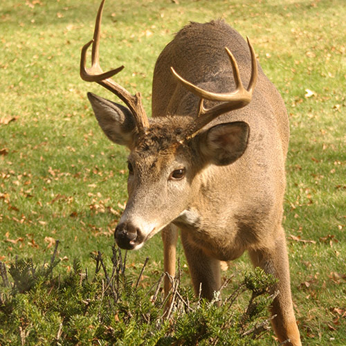 deer eating a small shrub