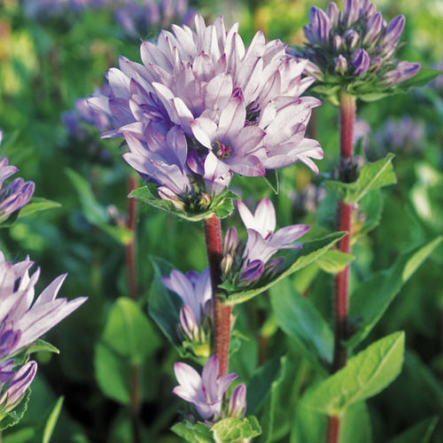 ‘Caroline’ clustered campanula