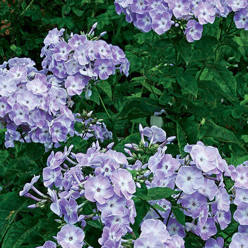 'Katherine' garden phlox