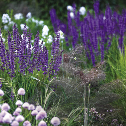 Purple salvia with other flowers