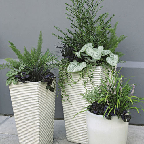 Drought Tolerant Containers