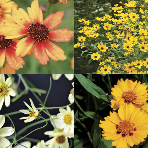 Four varieties of coreopsis