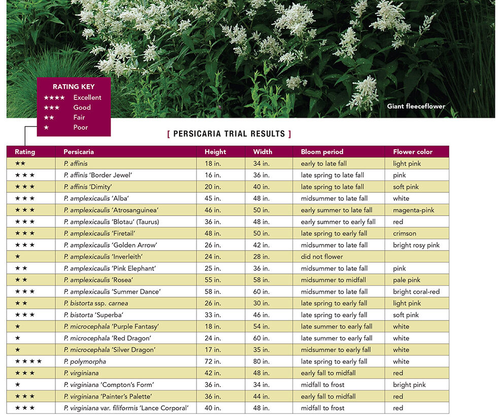 Chart showing persicaria trial results