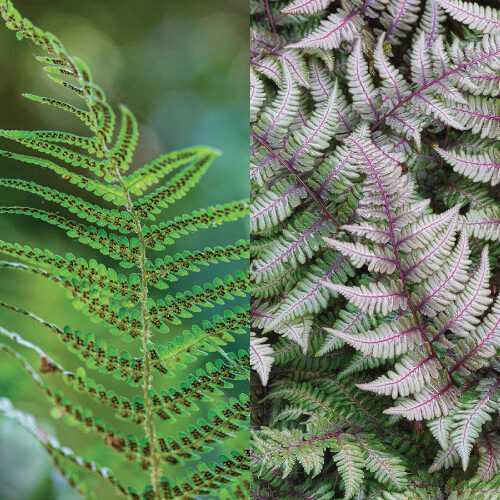 Lady and Painted ferns side by side