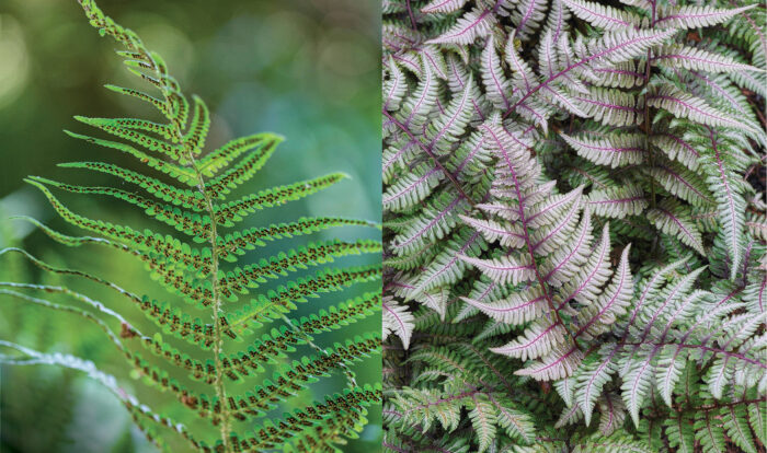 Lady and Painted ferns side by side