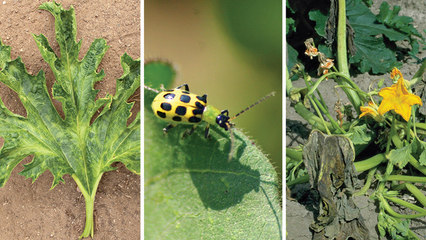 summer squash pests and diseases