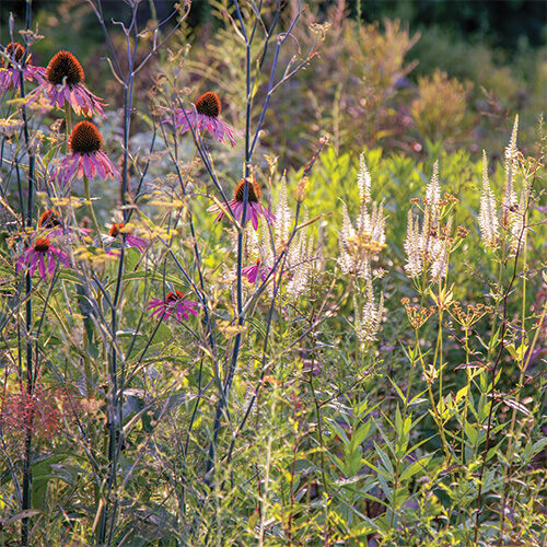 ecological gardening