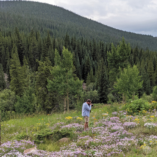 plant combinations in the wild