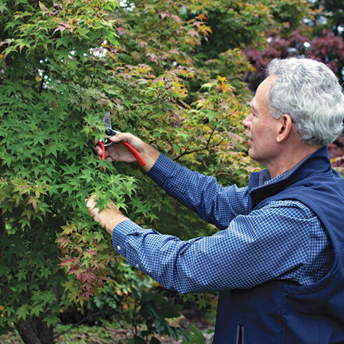 pruning japanese maples