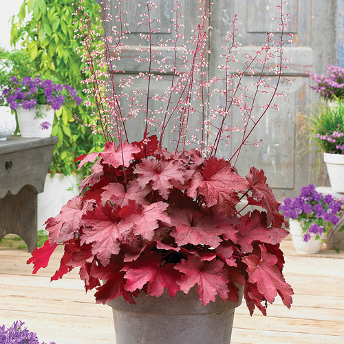 Magma heuchera