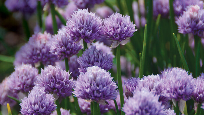 summer alliums