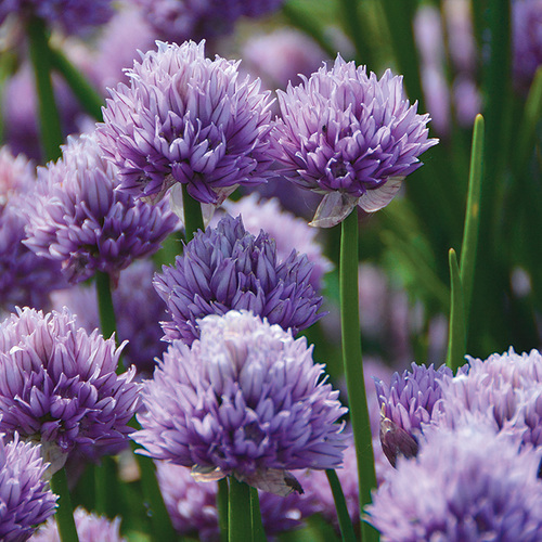 summer alliums