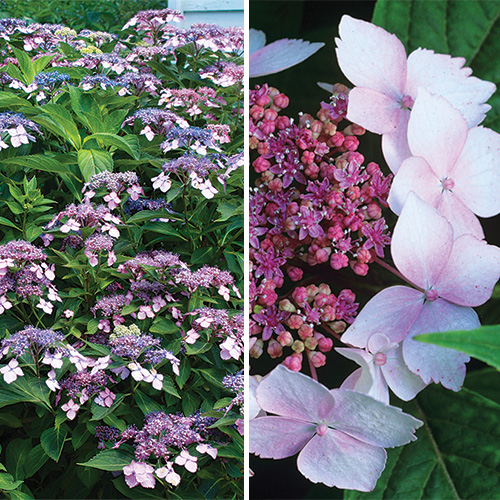 mountain hydrangeas