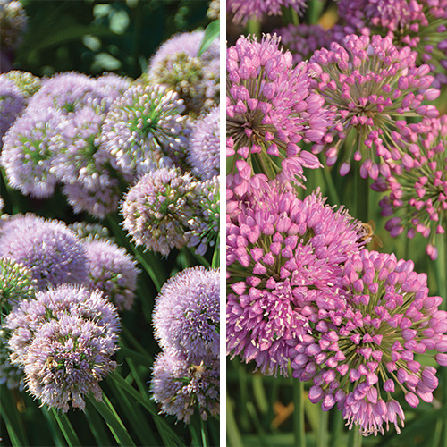 new summer alliums