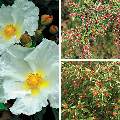 drought-tolerant shrubs