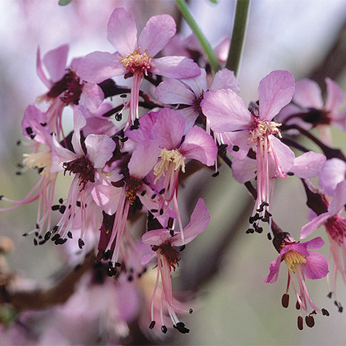 drought tolerant shrubs for the south