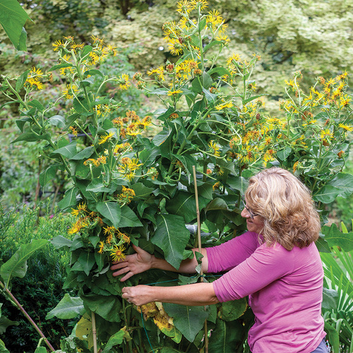 staking tall plants