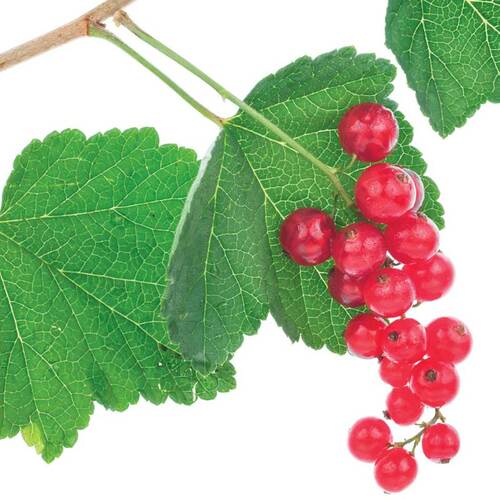 currants