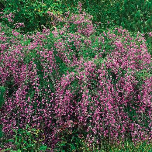 ‘Gibraltar’ Thunberg bush clover