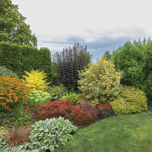 plants for back border