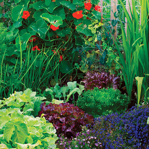 companion planting