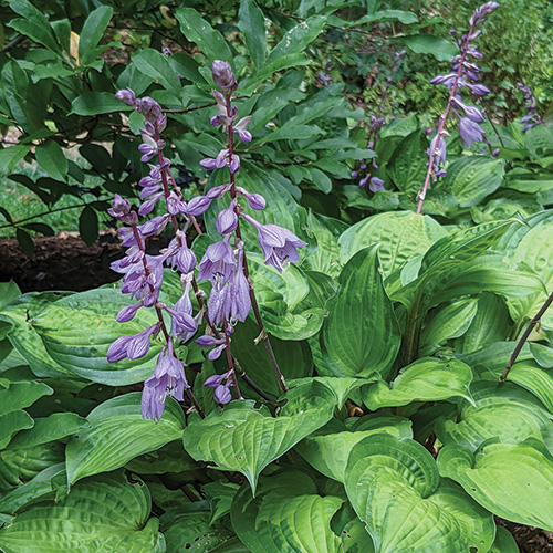 planting hostas