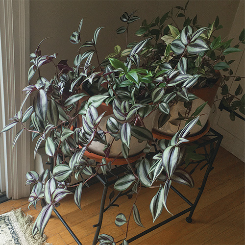 Tradescantias