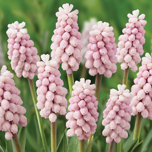 pink grape hyacinth