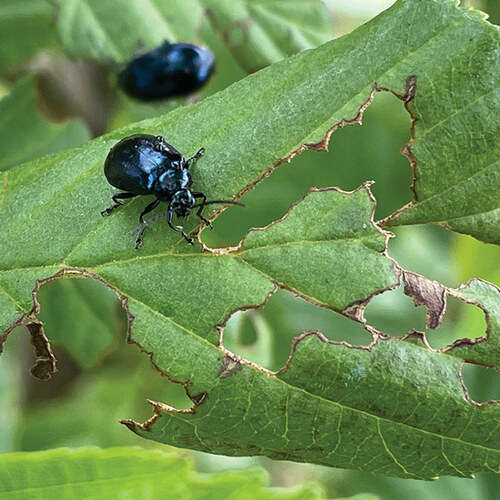 new garden pests