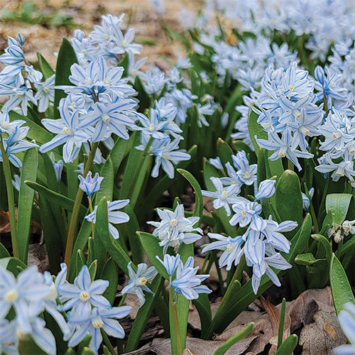 early spring flowers northern plains