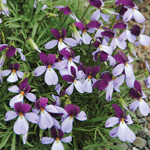 early spring flowers southeast