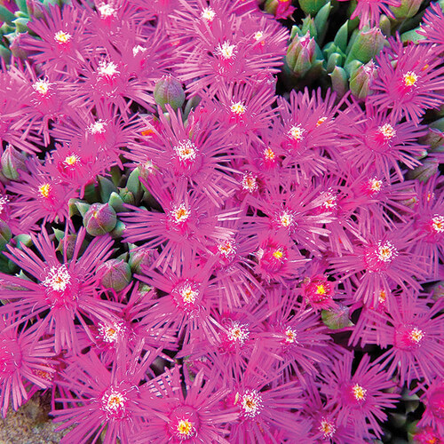 early spring flowers southwest