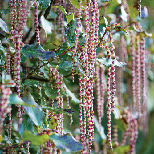 Glasnevin Wine silk tassel bush