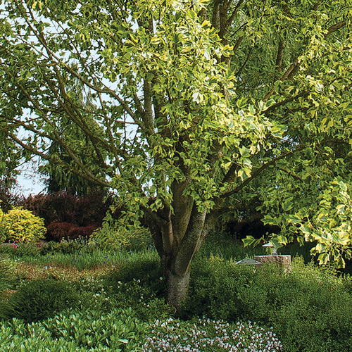 planting under trees