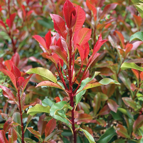 fast growing shrub