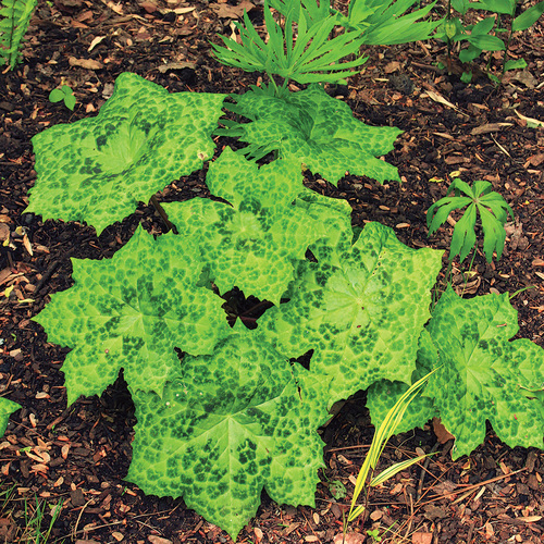 foliage shade plant