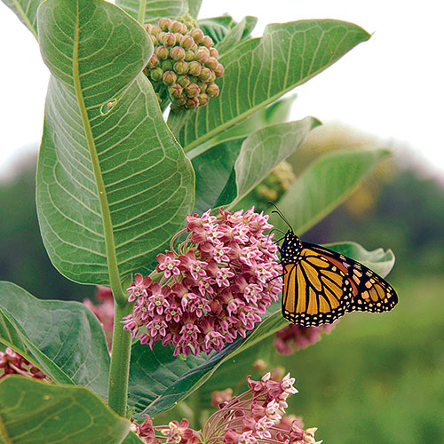 how to create a butterfly garden