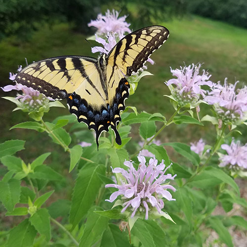 plants for butterflies