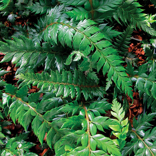 evergreen fern