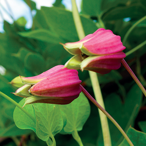 summer perennials for the south