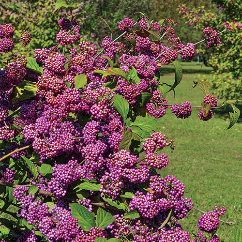 Berry-Producing Plants