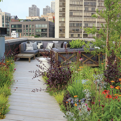 rooftop pollinator garden