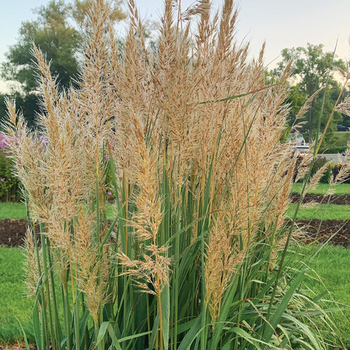 alternative to pampas grass